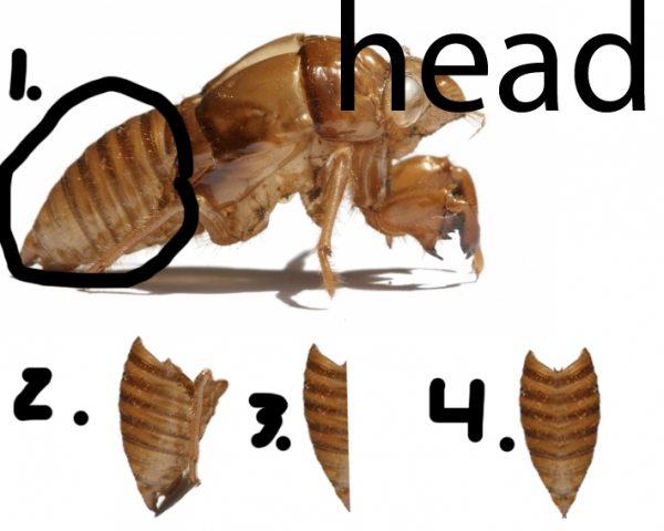 Creation of Robot fly! (updated): Step 8